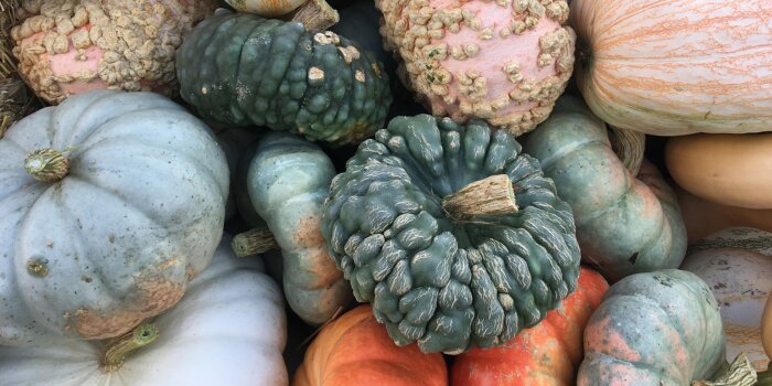 A variety of pumpkins laying around. 