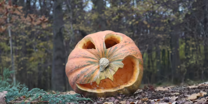 A jack o lantern sitting in the woods.