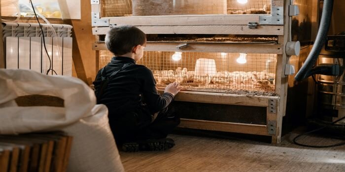 Child sitting next to a brooder of chicks