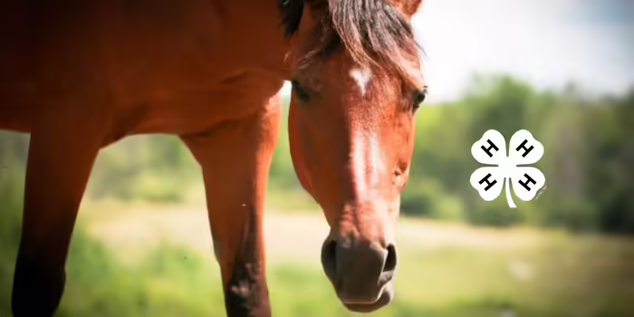 horse in a field