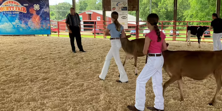 Rock Island County 4-H members showing dairy cattle