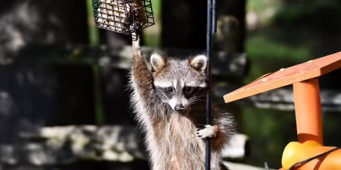 A raccoon trying to pull a birdfeeder down 