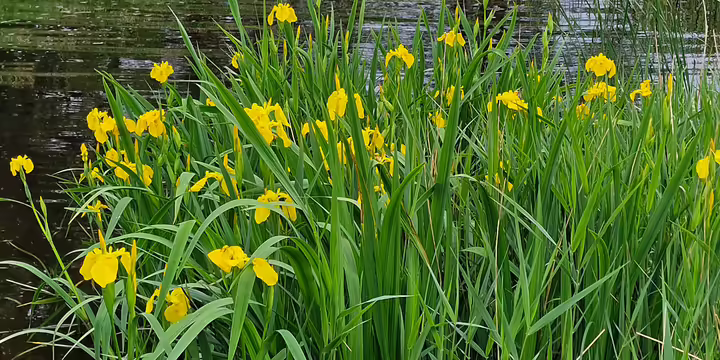 Yellow iris bloom beside a small pond.