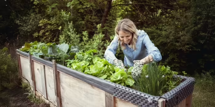 A woman working in a raised bed garden 