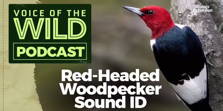 a red-headed woodpecker clinging to the side of a tree