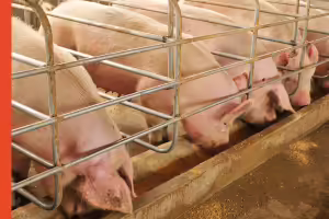hogs eating out a trough in hog confinement
