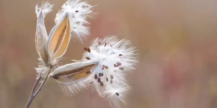 A milkweed bursting open with white fluff topped seeds.