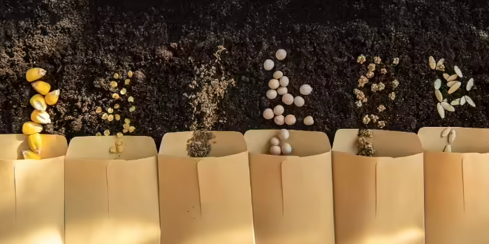 Various seeds coming out of their packets