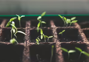 Seedlings