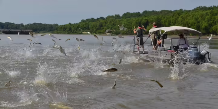 Fish jumping out of a lake