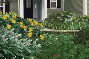 draught tolerant plants in garden landscape