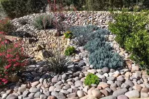 Xeriscape Garden with stones