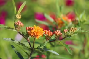 yellow and purple native plants