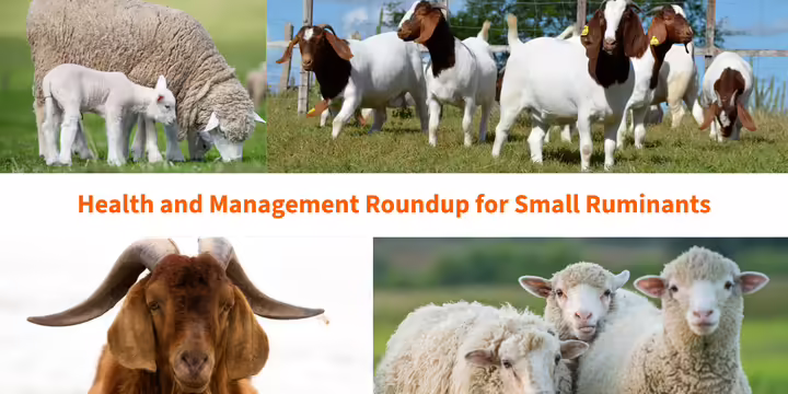 Goats and sheep grazing