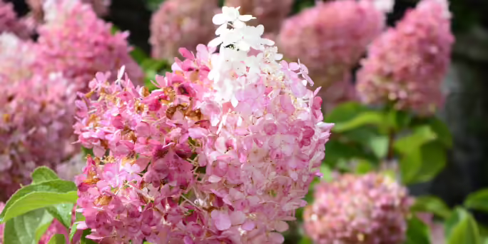 hydrangeas paniculata also know as little quick fire