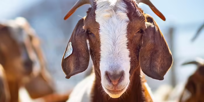 A close up of a goat.