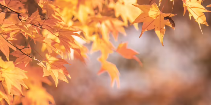 Fall leaves