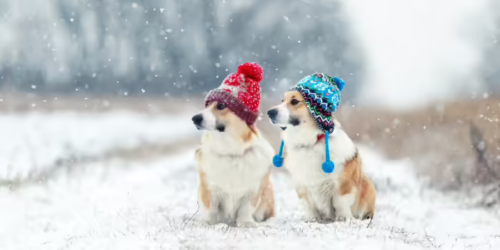 Two Corgis standing in snow wearing stocking hats.