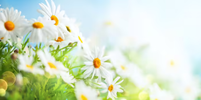 White daisies blooming .