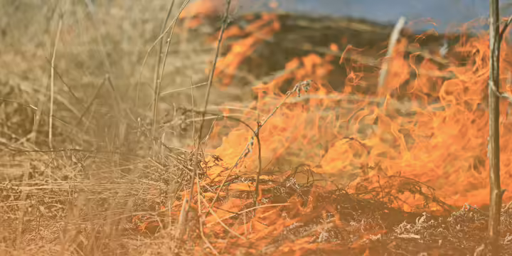 fire in grassland
