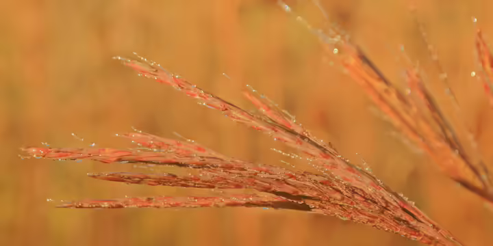 closeup on grass seed head