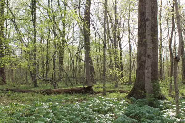 Illinois woodlands in early spring 