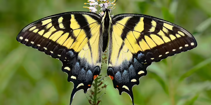 Yellow and black swallowtail butterfly
