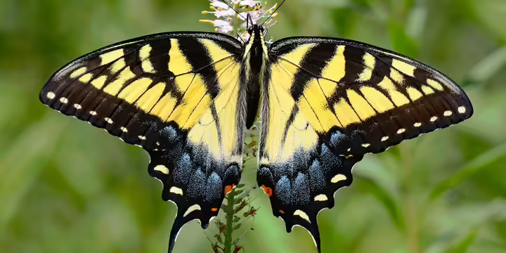 black and yellow butterfly on a flower