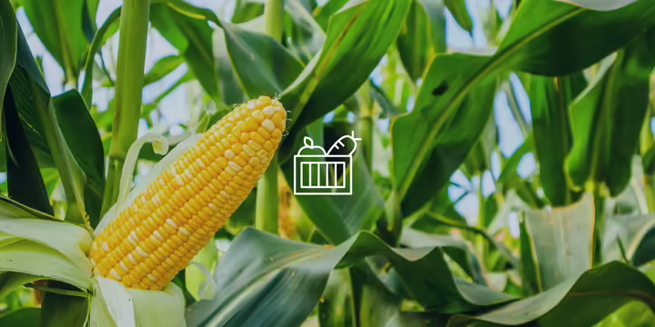 Corn cob in a field with the modern homesteading logo