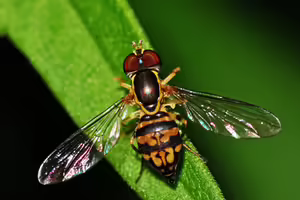 Syrphid flies