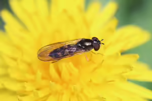 Syrphid on flower