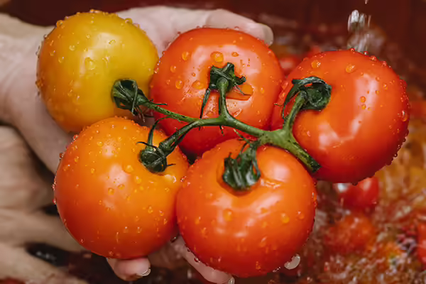Tomatoes on the vine