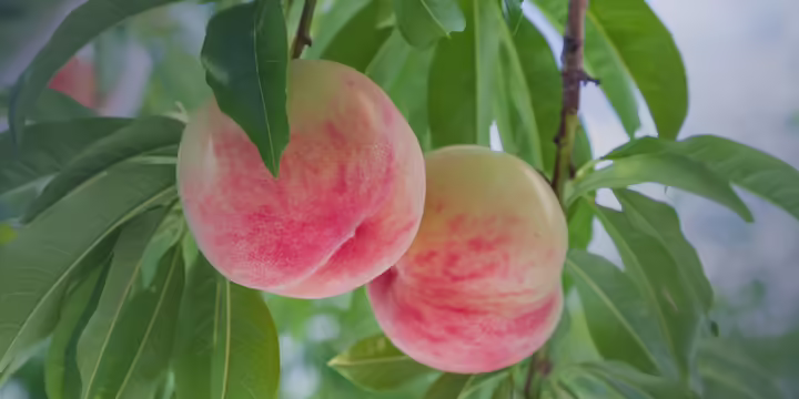 peaches on a tree