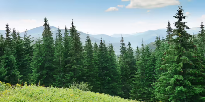 A dense forest of tall evergreen trees with a grassy clearing in the foreground and distant blue-tinted mountains under a partly cloudy sky.