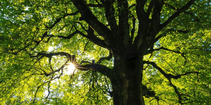 Sun shining through tree branches with green leaves