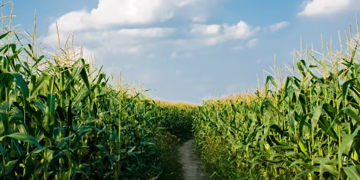 corn rows with dirt path 