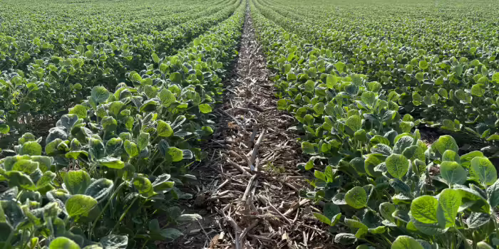 Soybean field