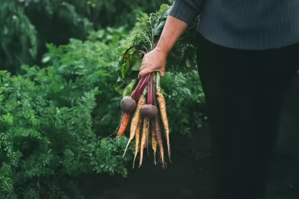 A person holding a bunch of carrots and beets 