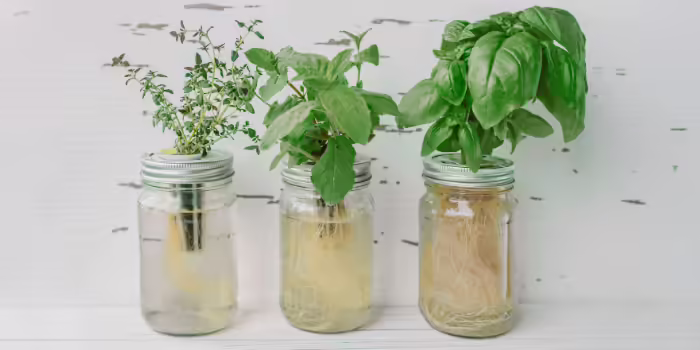Three herbs growing hydroponically(growing in water).