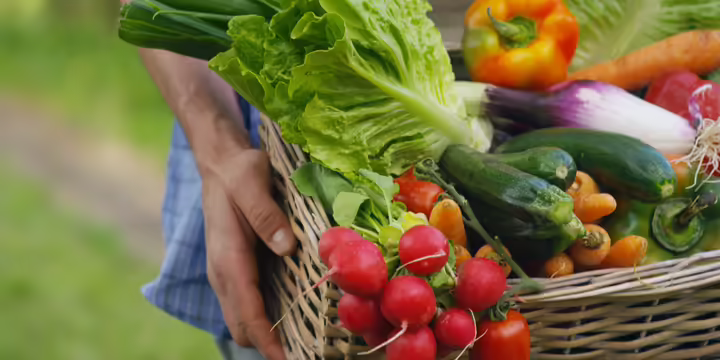 Person holding basket full of garden vegetables like lettuce, pepper, zuchini, carrots, and radish.