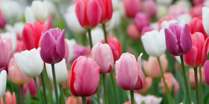 Field of tulips in pinks and whites 