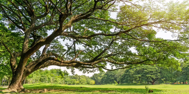 Trees surrounding an open area.