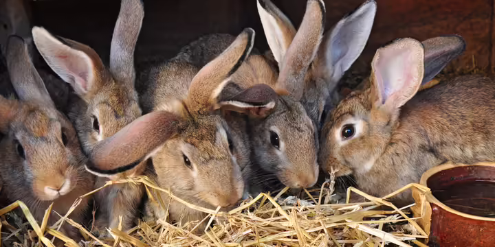 A group of tan rabbits huddled together in a hutch.
