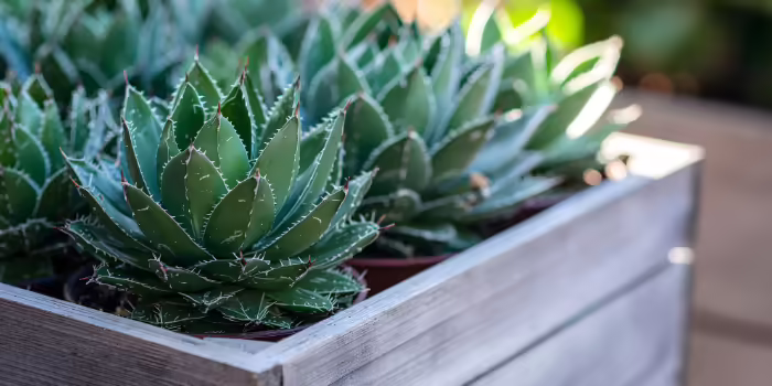 potted succulents