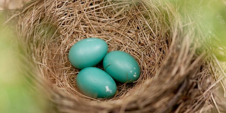 nest with 3 blue eggs