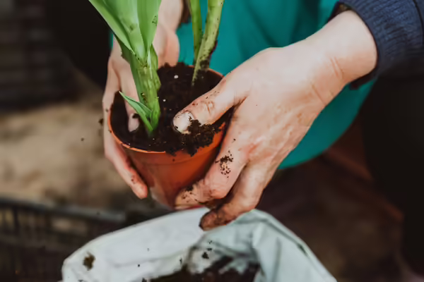 A person holding a plant. 