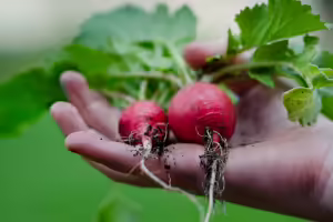 Advanced Master Gardener Training- Local Foods