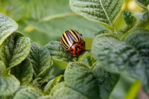 IPM Online Learning Modules