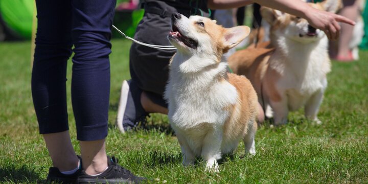 corgi dogs and handlers at a dog show