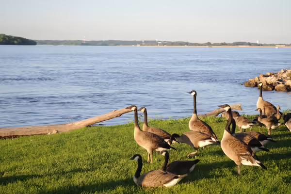 Geese in front of the Mississippi River
